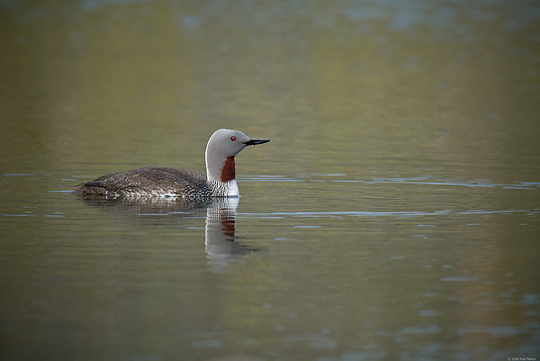 Red-throated Loon, (Gavia stellata), Iceland